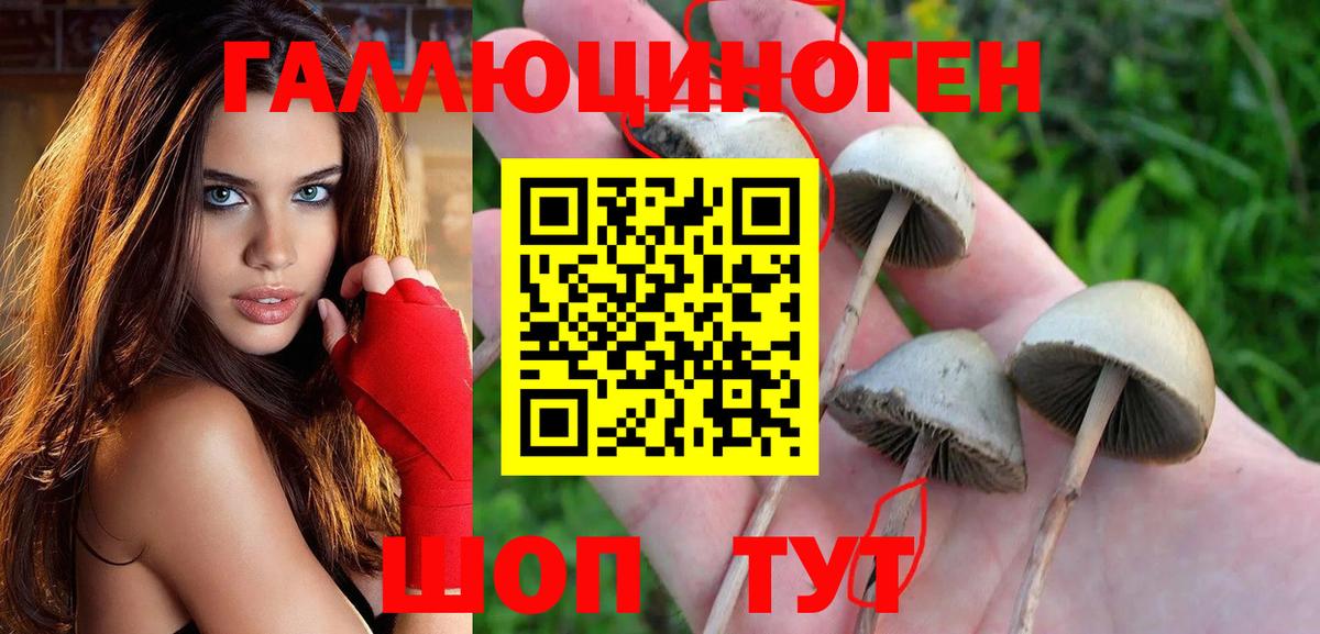 Галлюциногенные грибы Psilocybe Благовещенск